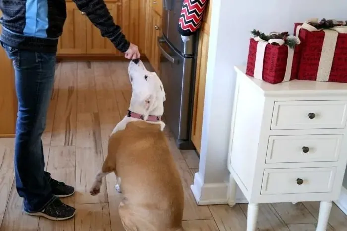 Sophie Doing Doggie Tricks